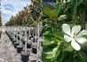 Kép 1/4 - Magnolia grandiflora gallisoniensis / Örökzöld Liliomfa