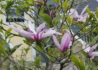 Kép 2/4 - Magnolia hybrid Betty / Bíborrózsaszín liliomfa