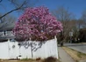 Kép 4/4 - Magnolia hybrid Betty / Bíborrózsaszín liliomfa