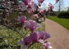 Kép 2/3 - Magnolia hybrid Jane / Világosrózsaszín liliomfa
