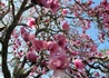 Kép 3/3 - Magnolia hybrid Jane / Világosrózsaszín liliomfa