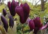 Kép 1/3 - Magnolia liliflora Nigra / Bíborvörös liliomfa