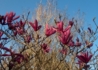 Kép 3/3 - Magnolia liliflora Nigra / Bíborvörös liliomfa