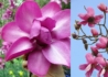 Kép 1/3 - Magnolia loebneri Campbellii / Rózsaszín liliomfa