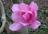 Kép 2/3 - Magnolia loebneri Campbellii / Rózsaszín liliomfa