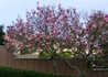 Kép 3/3 - Magnolia loebneri Campbellii / Rózsaszín liliomfa