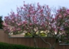 Kép 3/3 - Magnolia loebneri Campbellii / Rózsaszín liliomfa