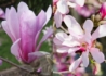 Kép 1/3 - Magnolia loebneri Leonard Messel / Leonard Messel liliomfa