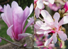 Kép 1/3 - Magnolia loebneri Leonard Messel / Leonard Messel liliomfa