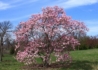 Kép 3/3 - Magnolia loebneri Leonard Messel / Leonard Messel liliomfa