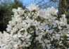 Kép 2/4 - Magnolia loebneri kobus / Fehér liliomfa