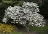 Kép 3/4 - Magnolia loebneri kobus / Fehér liliomfa