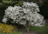 Kép 3/4 - Magnolia loebneri kobus / Fehér liliomfa