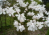 Kép 1/3 - Magnolia loebneri merrill / Fehér liliomfa