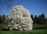 Kép 2/3 - Magnolia loebneri merrill / Fehér liliomfa