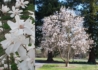 Kép 3/3 - Magnolia loebneri merrill / Fehér liliomfa