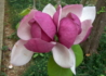 Kép 1/3 - Magnolia soulangeana Lennei / Lilásrózsaszín liliomfa