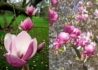 Kép 3/3 - Magnolia soulangeana Lennei / Lilásrózsaszín liliomfa