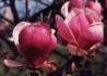 Kép 2/2 - Magnolia soulangeana rustica rubra / Piros virágú liliomfa