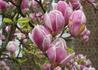 Kép 2/3 - Magnolia soulangiana / Nagyvirágú Liliomfa