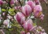 Kép 2/3 - Magnolia soulangiana / Nagyvirágú Liliomfa