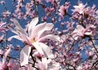 Kép 2/2 - Magnolia stellata Rosea / Csillagvirágú liliomfa