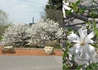 Kép 2/2 - Magnolia stellata Royal Star / Fehér Csillagvirágú liliomfa