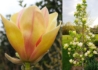 Kép 1/2 - Magnolia sunsation / Sárga virágú liliomfa