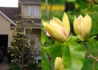 Kép 2/2 - Magnolia sunsation / Sárga virágú liliomfa
