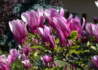 Kép 1/4 - Magnolia susan / Nagyvirágú Liliomfa