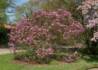 Kép 3/4 - Magnolia susan / Nagyvirágú Liliomfa