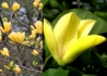 Kép 1/2 - Magnolia yellow bird / Sárga virágú liliomfa