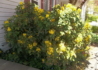 Kép 2/3 - Mahonia aquifolium / Közönséges Mahónia