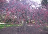 Kép 3/4 - Malus Red Jade / Díszalma Red Jade
