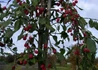 Kép 4/4 - Malus Red Jade / Díszalma Red Jade
