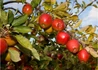 Kép 1/3 - Malus domestica Braeburn / Braeburn alma Törpe alany M9