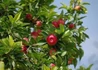 Kép 2/3 - Malus domestica Braeburn / Braeburn alma Törpe alany M9