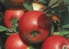 Kép 1/2 - Malus domestica Freedom / Freedom alma