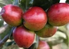 Kép 2/2 - Malus domestica Freedom / Freedom alma