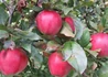 Kép 2/3 - Malus domestica Gloster / Gloster alma