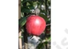 Kép 3/3 - Malus domestica Gloster / Gloster alma