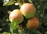 Kép 1/2 - Malus domestica Goldcats / Goldcats oszlopos alma