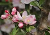 Kép 2/2 - Malus domestica Goldcats / Goldcats oszlopos alma