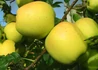 Kép 1/2 - Malus domestica Golden Delicious / Golden Delicious alma