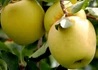 Kép 2/2 - Malus domestica Golden Delicious / Golden Delicious alma
