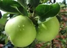 Kép 1/2 - Malus domestica Granny Smith / Granny Smith alma