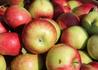 Kép 1/2 - Malus domestica Húsvéti rozmaring / Húsvéti rozmaring alma