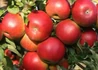 Kép 2/2 - Malus domestica Idared / Idared alma