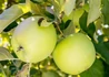 Kép 2/2 - Malus domestica Mutsu / Mutsu alma
