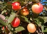 Kép 2/2 - Malus domestica Royal Gala (Tenroy) / Gála alma